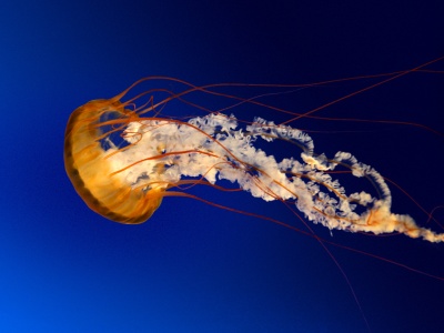 jellyfish_400