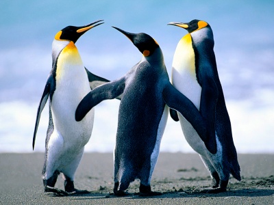 penguins_400