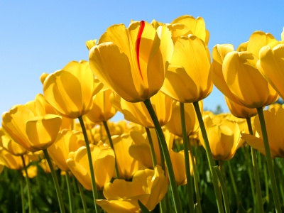 tulips_400